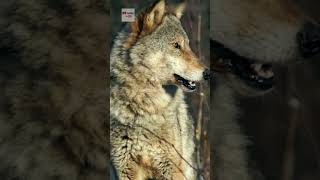 Волк: Лучший социальный хищник  Интересные факты про волка