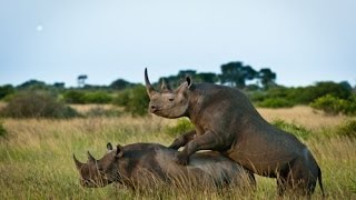 Video Animal |The beauty of wildlife when copulation| So beautiful