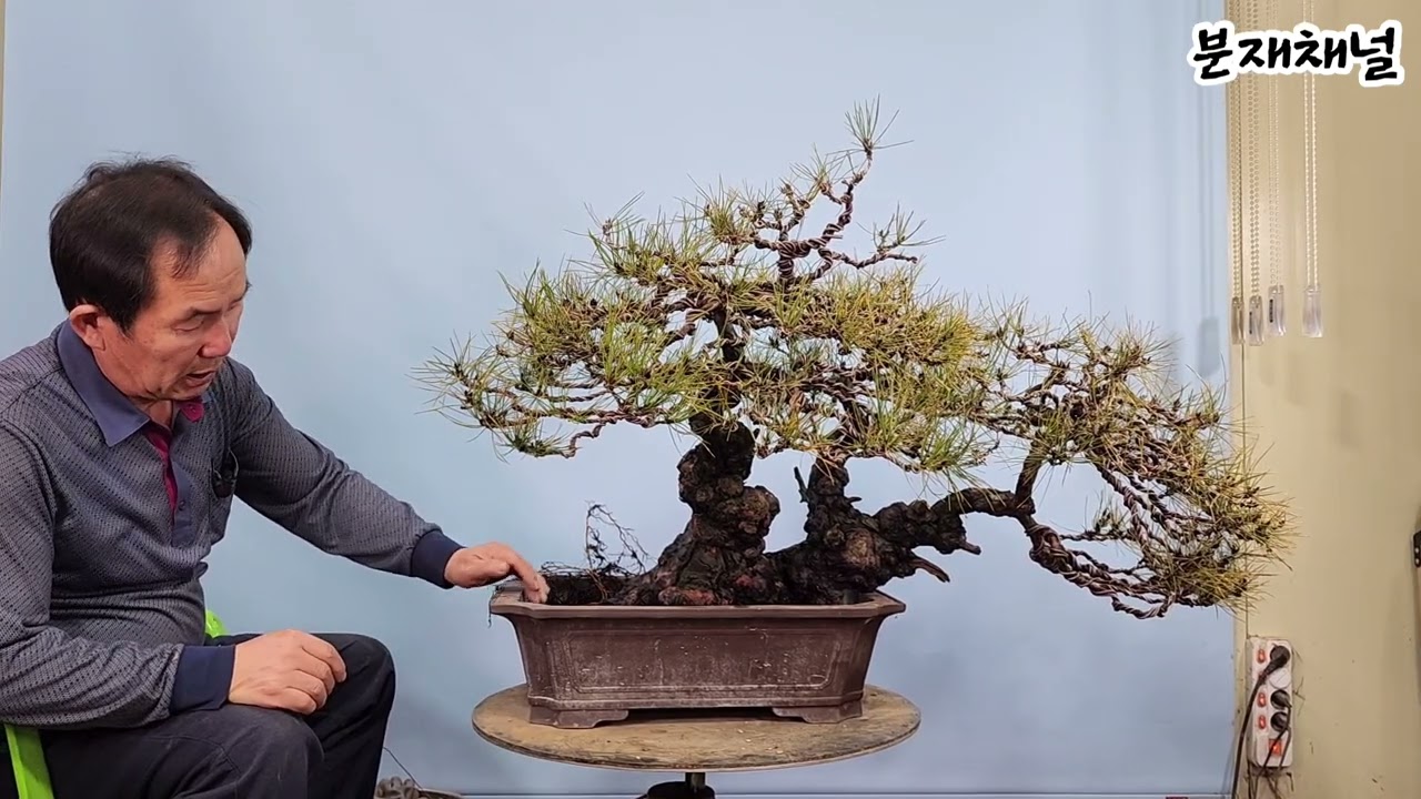 분재관리 373강 그 소나무의 뿌리-분갈이 모습 공개