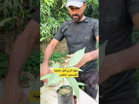 لو عندك سماد مخمر قبل الاضافه للنبات ارويه اكسبلور اشجار زراعة زراعه  نباتات
