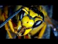 Yellow Jackets HUGE nest inside House | WASP INFESTATION | Wasp Nest Removal | SWARMS