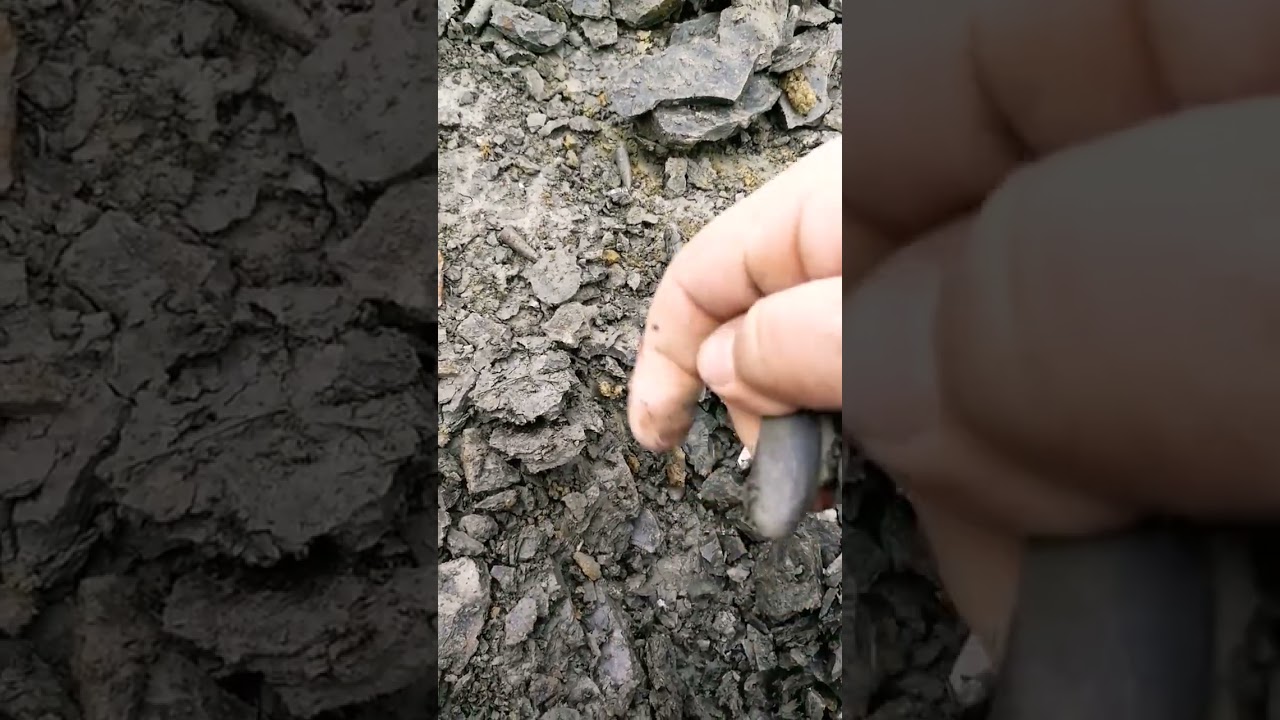 Jurassic Fossil Belemnit