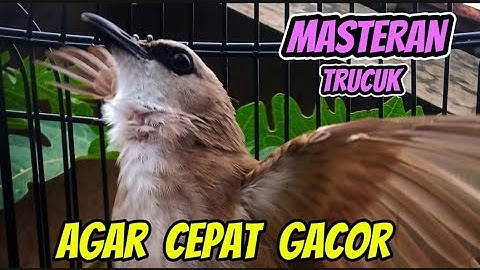 Trucuk Ombyokan, bahan, LIAR, malas bunyi, stress langsung NYAUT dengar pancingan trucuk GAcOR (002)
