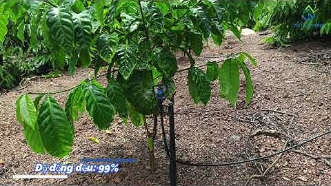 Béc tưới gốc cà phê bù áp AQ206PC 50 lít Automat (Việt An Nông)