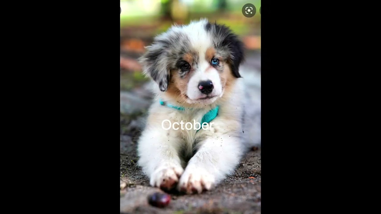 Your Birth Month Puppy