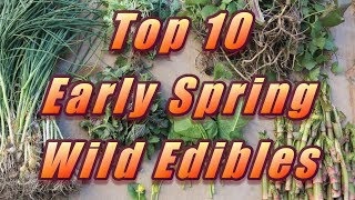 My Top 10 Early Spring Wild Edibles!