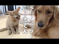 子猫の子守に勤しむゴールデンが可愛いすぎる・・・