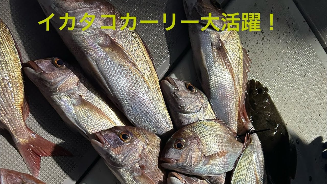 イカタコカーリーで連発！！激渋からの大漁！@遊漁船ストライク