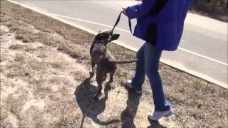 Griffin, A 1-Year-Old Pit Bull Adoptable Dog At The Southern Ocean County Animal Shelter