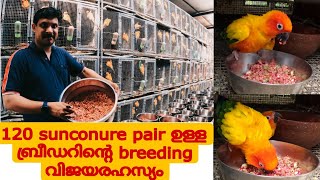 10 pair sunconure നിന്നും 120 pair sunconure ... ബ്രീഡറിന്റെ വളച്ചയുടെ രഹസ്യം