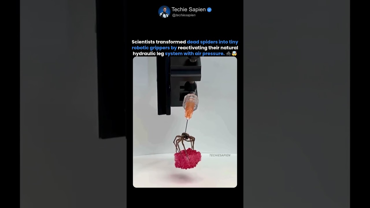 Scientists Turned Dead Spiders Into Robotic Grippers Using Their Hydraulic Legs 🤯🕷️🤖