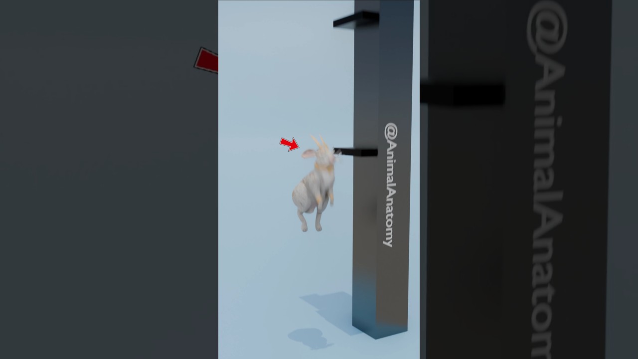 Rabbit Jump vs Cheetah Jump