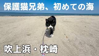 犬＆猫達と鹿児島旅で枕崎・知覧へ［犬猫５匹旅］吹上浜フィールドホテル