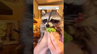 A baby raccoon was rescued and raised by a family #shorts