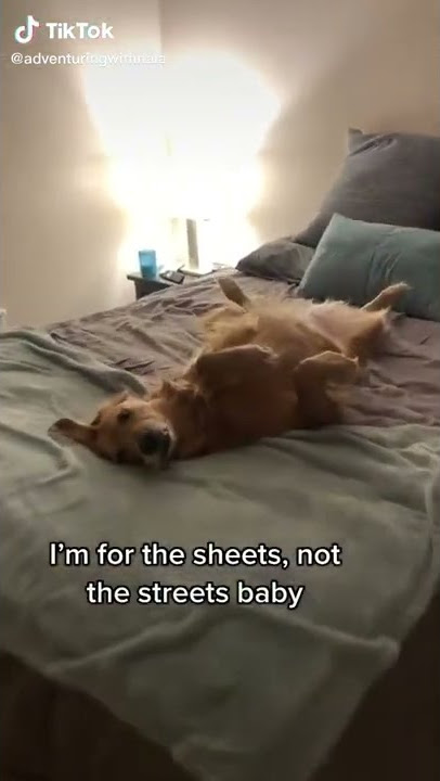 Adventuring with Nala compilation On Tiktok #adventuring #nala #golden #tiktok