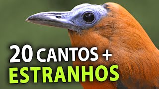 20 AVES com os CANTOS MAIS ESTRANHOS do Brasil