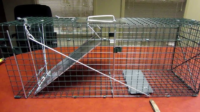 TNR - Setting up a Cat Trap - Havahart Model #1089 