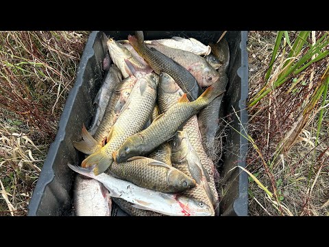 More carp for the barrel of death