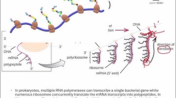 Openstax Micro Ch. 11 Video Part 03 - Section 11.4