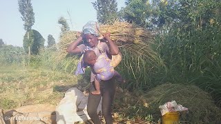 Hardship and challenges of a single mother during the day.African village life