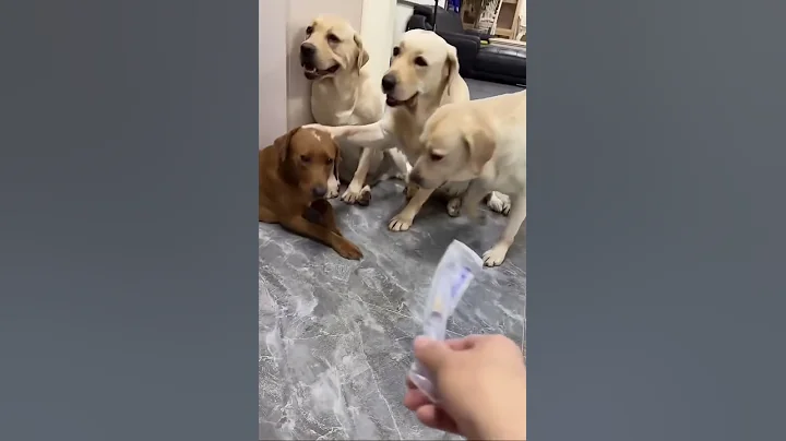 又要打疫苗了🤣🤣🤣誰倒楣#seven一家#賽文#老四小迷糊#拉布拉多犬 - 天天要聞
