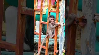 A little baby monkey playing happy and funny 091 #shorts