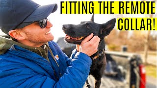 How to fit remote collar for dogs + how to fit the e collar for dogs