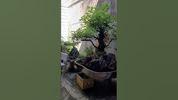 Góc hòn non bộ #giaidieuxua #nhacxua8x9x #nhacchill