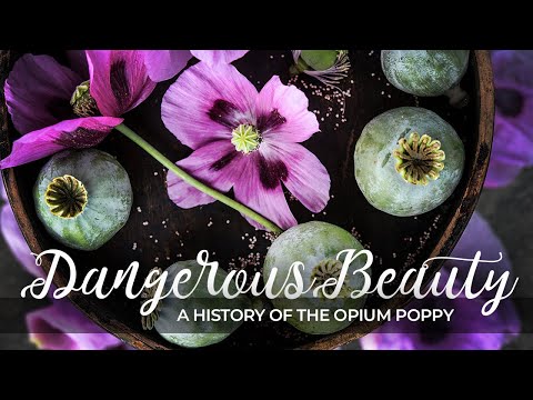 Dangerous Beauty: A History Of the Opium