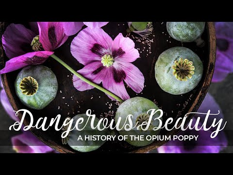 Video: Opiumsvalmueinformasjon: Lær om opiumsvalmueblomster