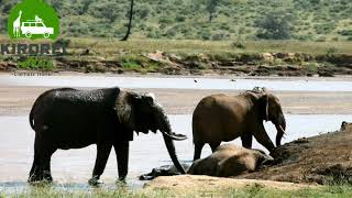Elephants Of Samburu National Reserve Kenya