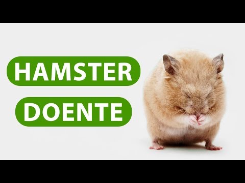 Vídeo: Como Tratar Um Hamster Resfriado