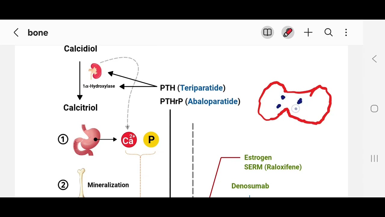 Pharmacology 4th Drug Affecting Bone Metabolism وزاري د.احمد حامد - YouTube