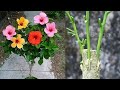 Multiple Grafting On Hibiscus Plant - Hibiscuses Grafting