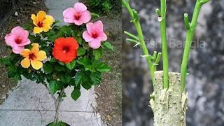 Multiple Grafting On Hibiscus Plant - Hibiscuses Grafting