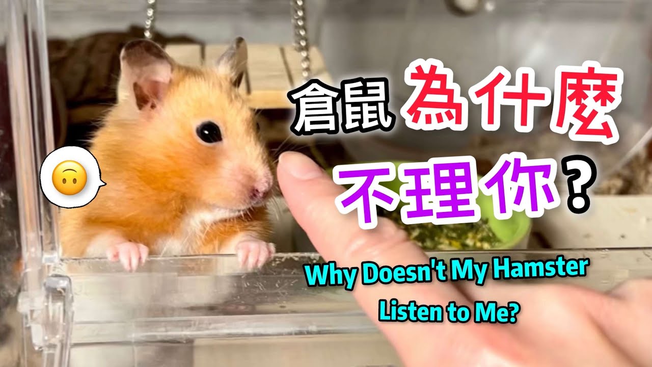怎樣跟倉鼠溝通? 4個技巧讓你的倉鼠更聽話! 4 Tips to Make Your Hamster Listen!