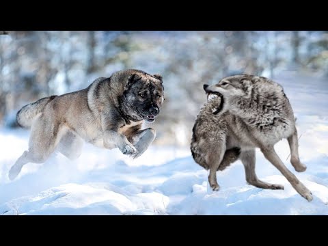 Armenian Gampr Dog - The Wolf Crusher