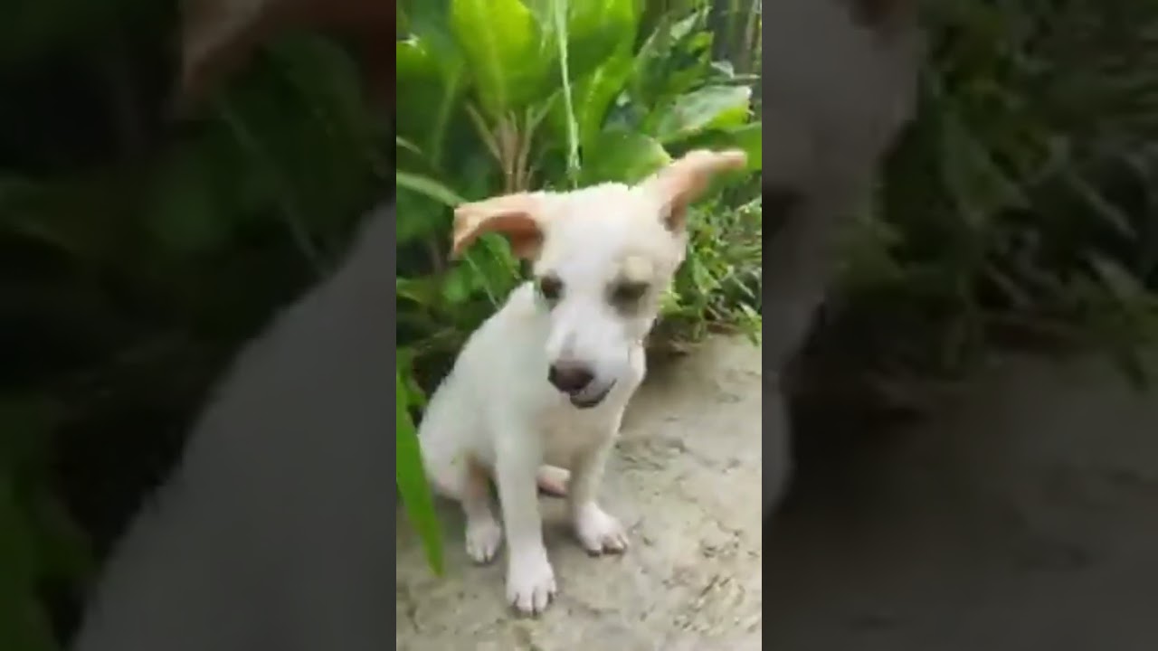 My Doxiepoo Named Lato-Lato