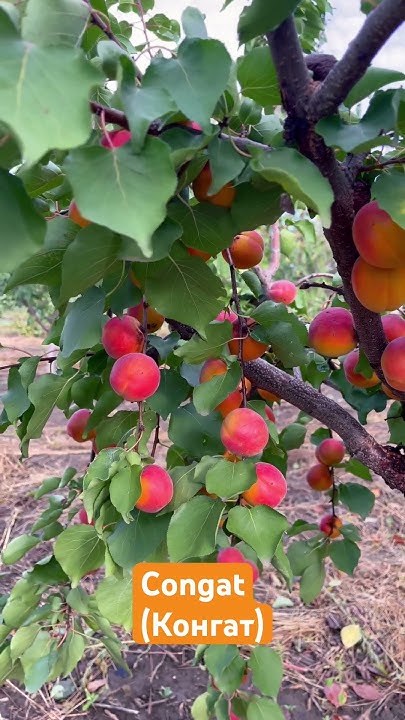 Надпізній абрикос Конгат 19.09.2024. Apricot Congat. #сад #garden # ...