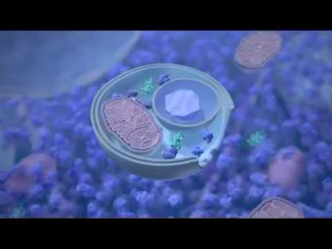 Wideo: Receptor Receptora Insuliny-1 Zapobiega śmierci Zależnej Od Autofagii Spowodowanej Stresem Oksydacyjnym W Mysich Komórkach NIH / 3T3