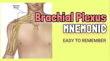 Brachial Plexus | EASY Mnemonic for Memorizing |Roots, Trunks, Divisions, Cords & Branches| Anatomy