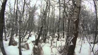 Охота на койотов в январе 2014. Канада.(, 2014-01-13T15:55:44.000Z)