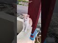 #cat #duet #cute #douyin #抖音舞蹈 #pets #kitten #kittenlove #kittykitty #catshorts #kitty#mycat#catboy