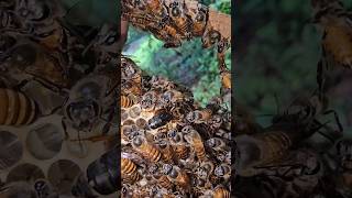 New Born Apis karinjodiyan Queen | പുതിയ കരിഞ്ഞൊടിയൻ റാണി വിരിഞ്ഞു..? ? beekeeping  4k shorts