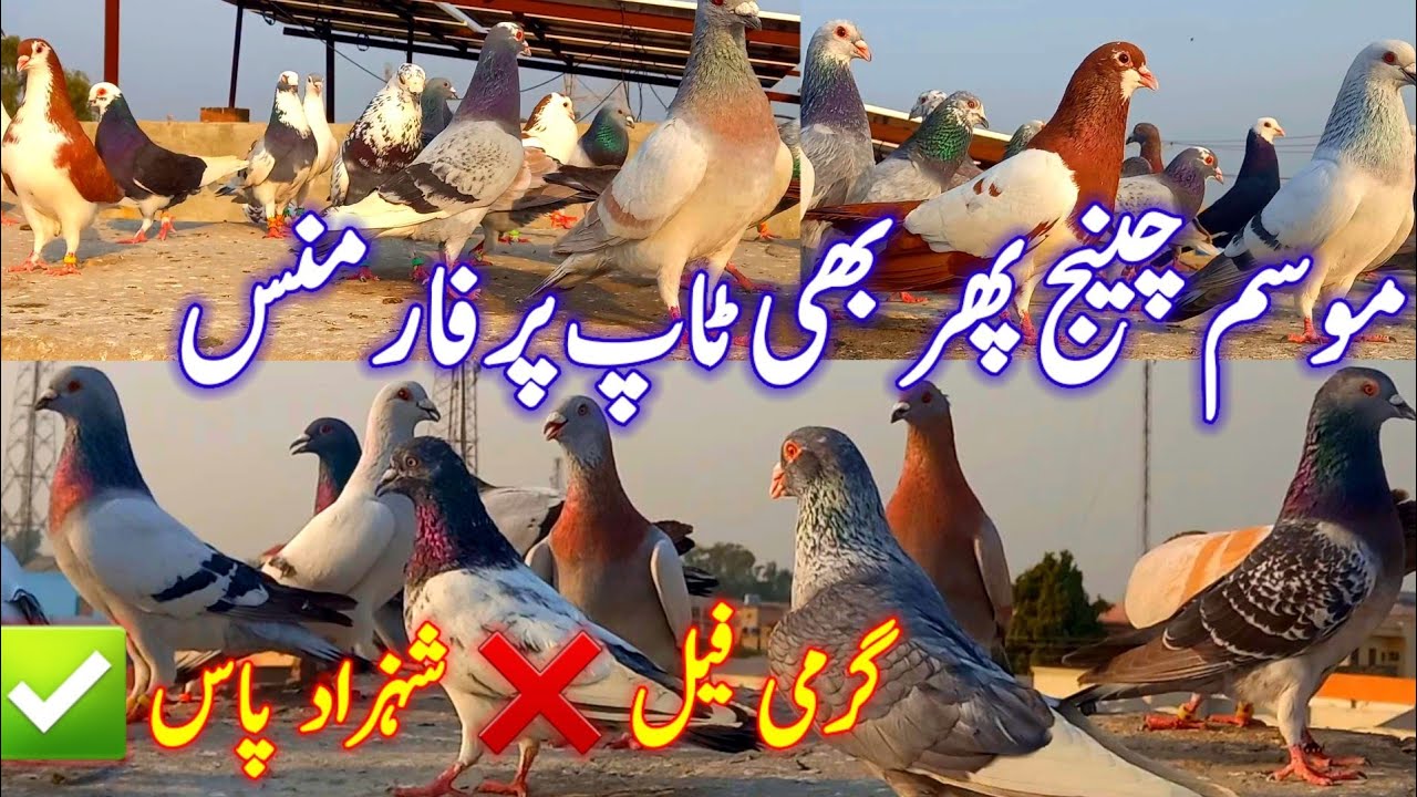 Heat Wave Fail ❌ Shahzad Pass ✅ | Top Performance Pigeons