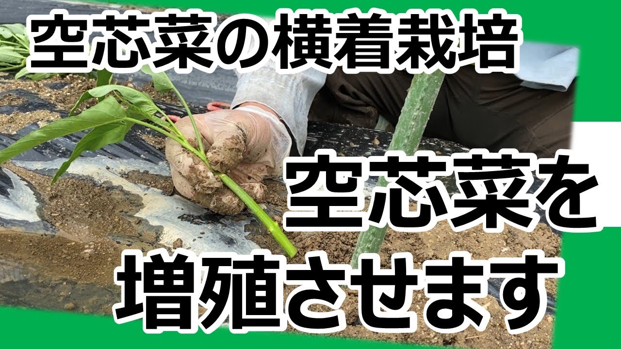 空芯菜の横着栽培】大きくなった空芯菜を増殖させます - YouTube