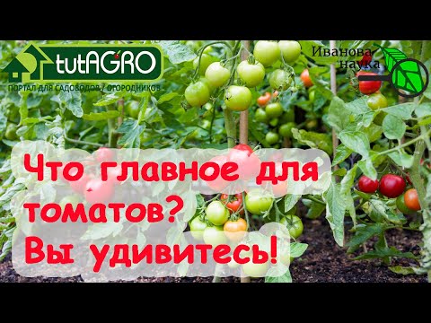 Секреты урожая томатов: от а до я. Как добиться большого урожая без больших затрат средств и труда.