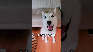 I Cant Believe My Husky Finally Said I Love You And She Said It Perfectly Too