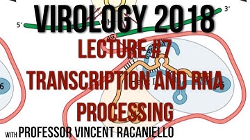 Virology Lectures 2018 #7: Transcription and RNA Processing