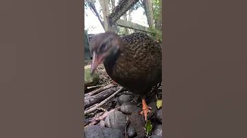 Weka Bird Up Close 